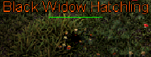 Black Widow Hatchling