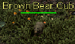 Brown Bear Cub