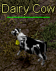 Dairy Cow