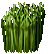 Wheat Plant