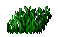 Wheat Seedling